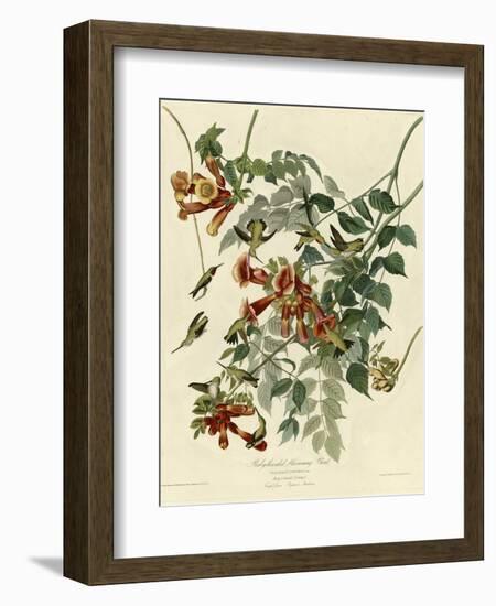 Ruby Throated Hummingbird-null-Framed Giclee Print