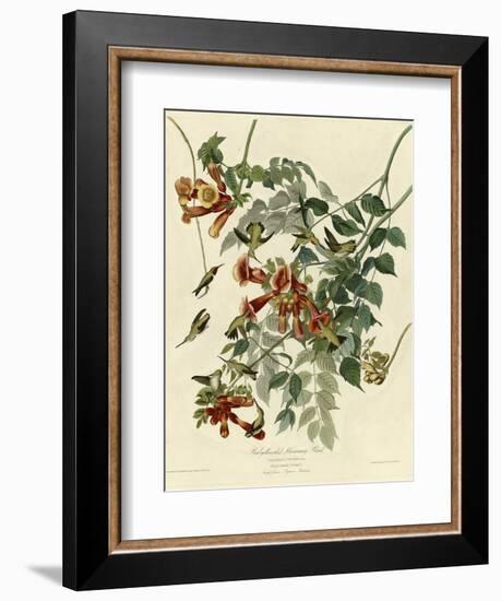 Ruby Throated Hummingbird-null-Framed Giclee Print