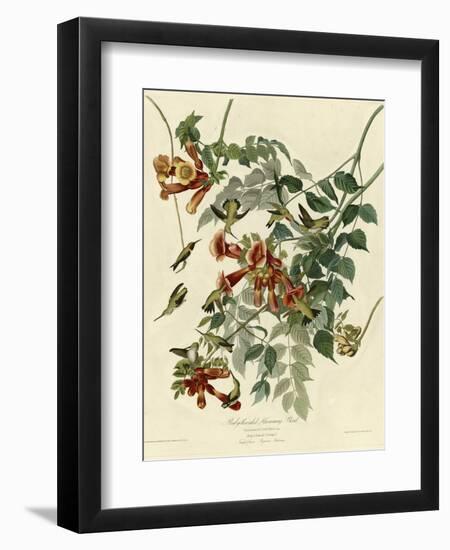 Ruby Throated Hummingbird-null-Framed Giclee Print