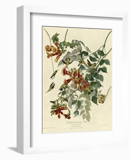 Ruby Throated Hummingbird-null-Framed Giclee Print