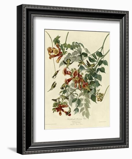 Ruby Throated Hummingbird-null-Framed Giclee Print