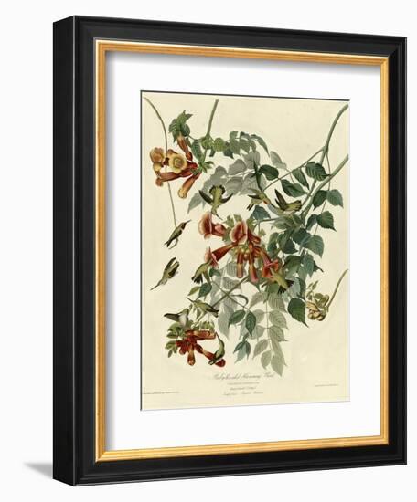 Ruby Throated Hummingbird-null-Framed Giclee Print