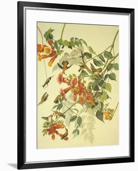 Ruby-Throated Hummingbird-John James Audubon-Framed Premium Giclee Print