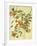 Ruby-Throated Hummingbird-John James Audubon-Framed Premium Giclee Print