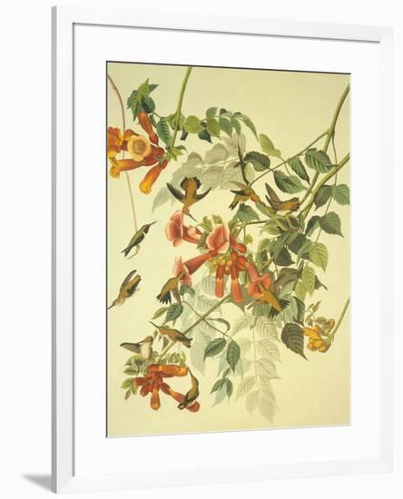 Ruby-Throated Hummingbird-John James Audubon-Framed Premium Giclee Print