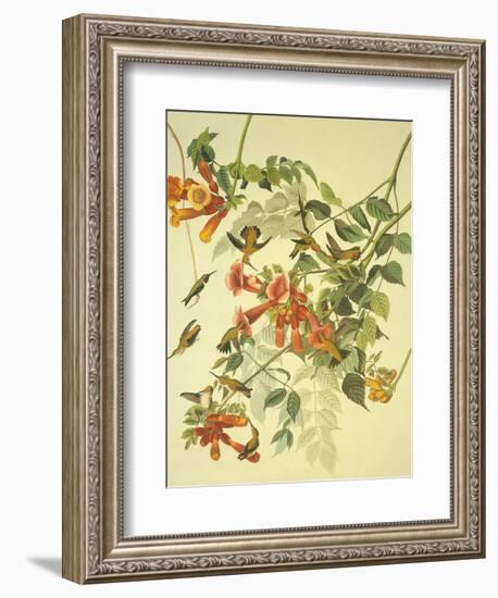 Ruby-Throated Hummingbird-John James Audubon-Framed Art Print