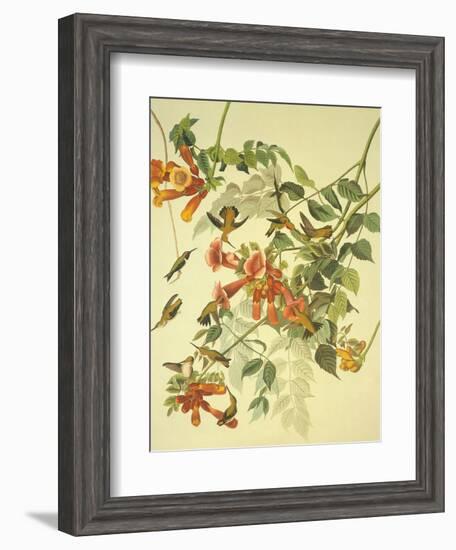 Ruby-Throated Hummingbird-John James Audubon-Framed Art Print