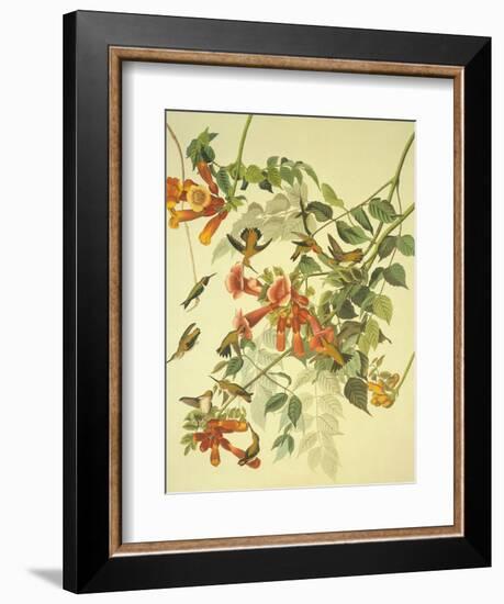 Ruby-Throated Hummingbird-John James Audubon-Framed Art Print