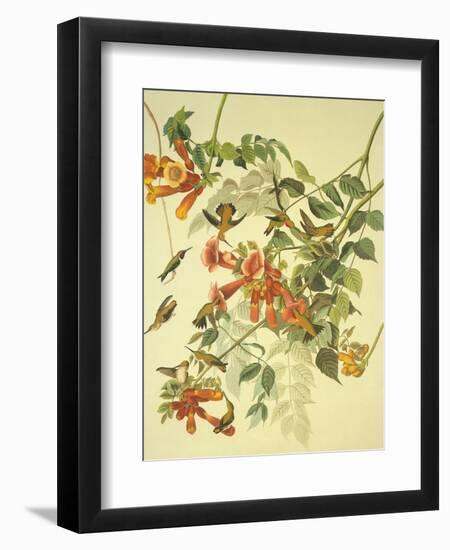 Ruby-Throated Hummingbird-John James Audubon-Framed Art Print