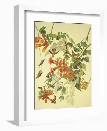 Ruby-Throated Hummingbird-John James Audubon-Framed Art Print