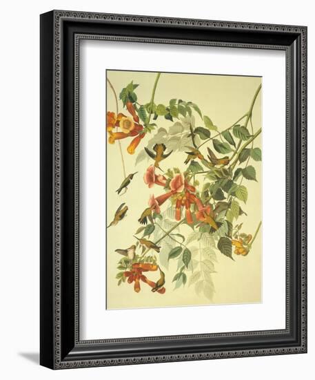 Ruby-Throated Hummingbird-John James Audubon-Framed Art Print