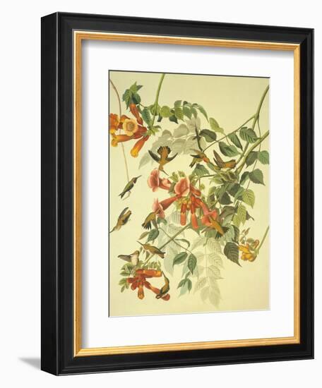 Ruby-Throated Hummingbird-John James Audubon-Framed Art Print