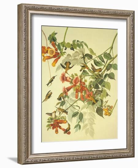 Ruby-Throated Hummingbird-John James Audubon-Framed Art Print