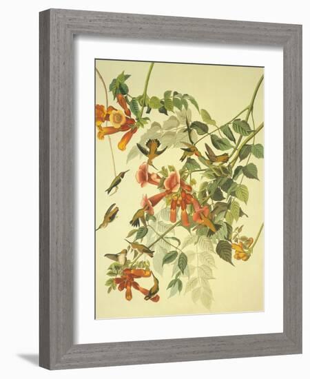 Ruby-Throated Hummingbird-John James Audubon-Framed Art Print