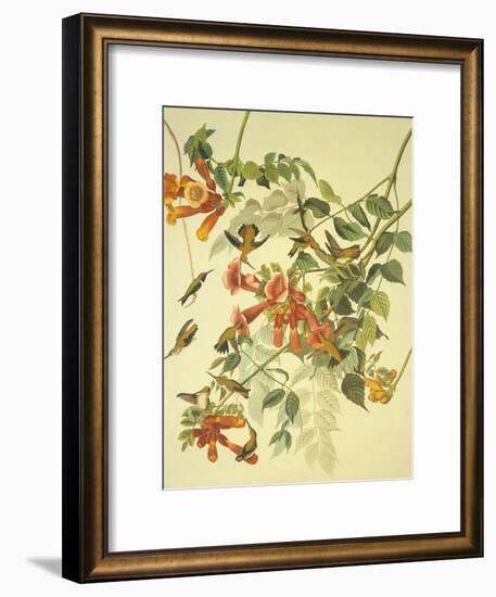 Ruby-Throated Hummingbird-John James Audubon-Framed Art Print