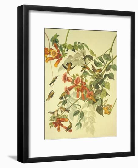 Ruby-Throated Hummingbird-John James Audubon-Framed Art Print