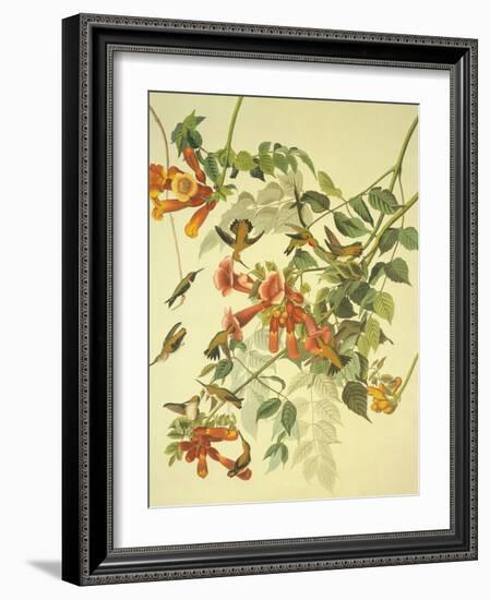 Ruby-Throated Hummingbird-John James Audubon-Framed Art Print