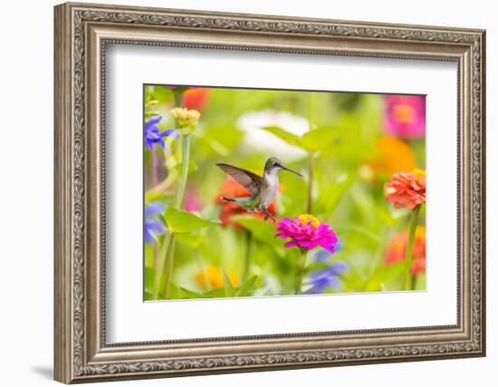 Ruby-throated hummingbird-Richard and Susan Day-Framed Photographic Print