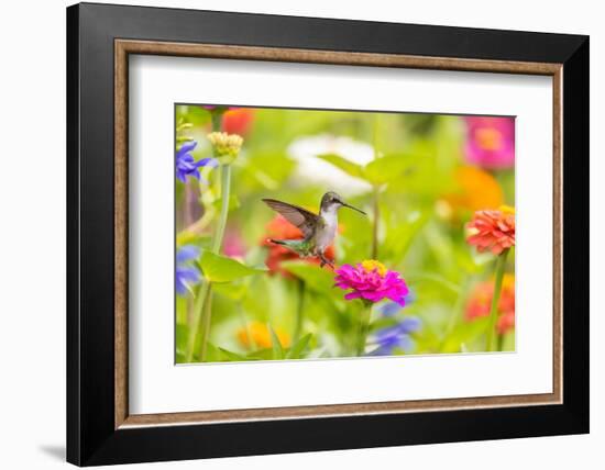 Ruby-throated hummingbird-Richard and Susan Day-Framed Photographic Print