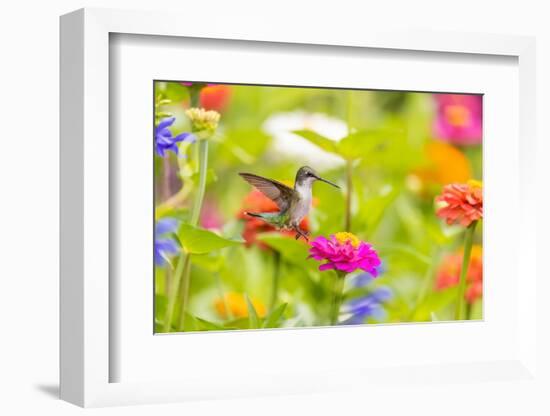 Ruby-throated hummingbird-Richard and Susan Day-Framed Photographic Print