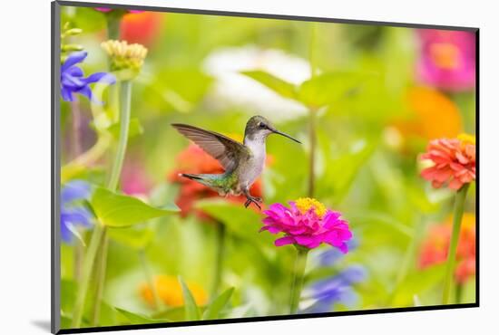 Ruby-throated hummingbird-Richard and Susan Day-Mounted Photographic Print