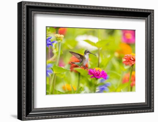 Ruby-throated hummingbird-Richard and Susan Day-Framed Photographic Print