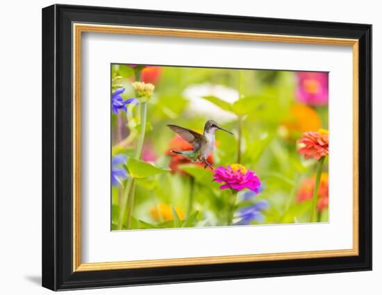 Ruby-throated hummingbird-Richard and Susan Day-Framed Photographic Print