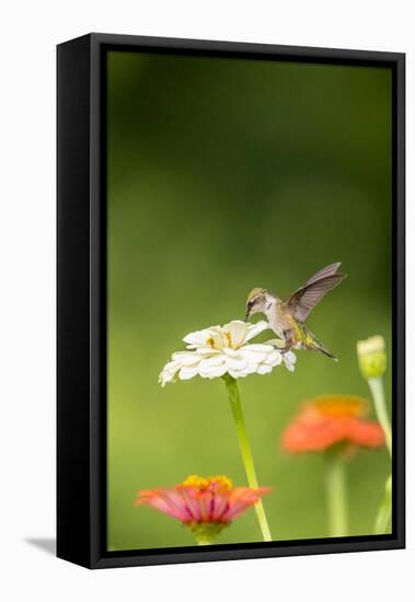 Ruby-throated hummingbird-Richard and Susan Day-Framed Premier Image Canvas