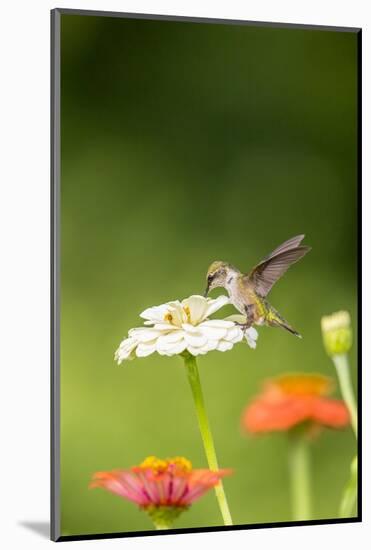 Ruby-throated hummingbird-Richard and Susan Day-Mounted Photographic Print