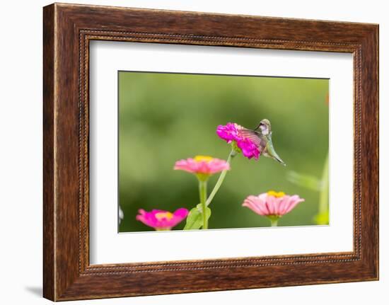 Ruby-throated hummingbird-Richard and Susan Day-Framed Photographic Print