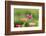 Ruby-throated hummingbird-Richard and Susan Day-Framed Photographic Print
