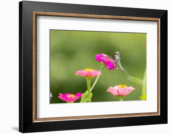 Ruby-throated hummingbird-Richard and Susan Day-Framed Photographic Print