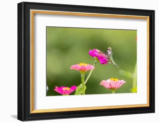 Ruby-throated hummingbird-Richard and Susan Day-Framed Photographic Print