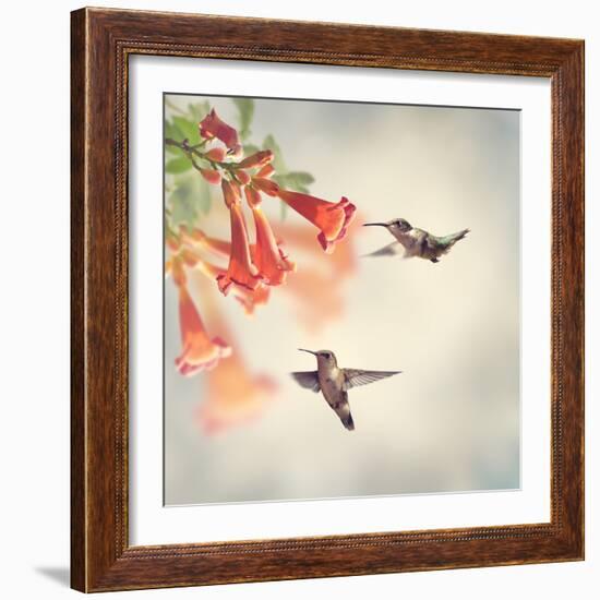 Ruby Throated Hummingbirds Hover over Trumpet Vine-Svetlana Foote-Framed Photographic Print