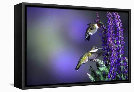 Ruby-Throated Hummingbirds Male and Female at 'Lubeca' Meadow Sage Salvia, Illinois-Richard and Susan Day-Framed Premier Image Canvas