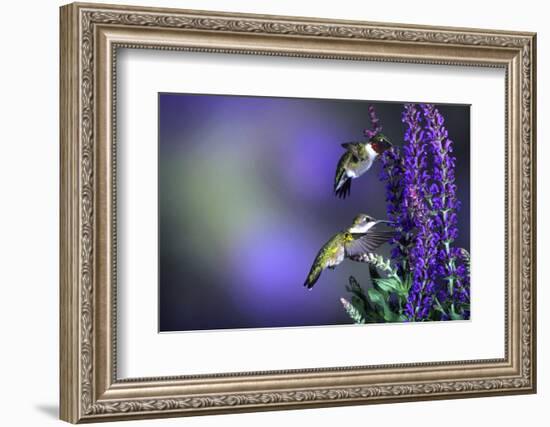 Ruby-Throated Hummingbirds Male and Female at 'Lubeca' Meadow Sage Salvia, Illinois-Richard and Susan Day-Framed Photographic Print