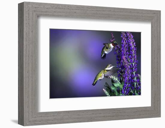 Ruby-Throated Hummingbirds Male and Female at 'Lubeca' Meadow Sage Salvia, Illinois-Richard and Susan Day-Framed Photographic Print