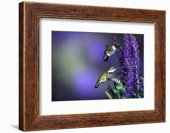 Ruby-Throated Hummingbirds Male and Female at 'Lubeca' Meadow Sage Salvia, Illinois-Richard and Susan Day-Framed Photographic Print