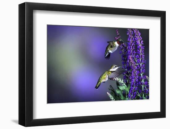 Ruby-Throated Hummingbirds Male and Female at 'Lubeca' Meadow Sage Salvia, Illinois-Richard and Susan Day-Framed Photographic Print