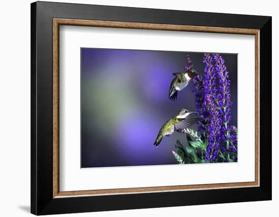 Ruby-Throated Hummingbirds Male and Female at 'Lubeca' Meadow Sage Salvia, Illinois-Richard and Susan Day-Framed Photographic Print