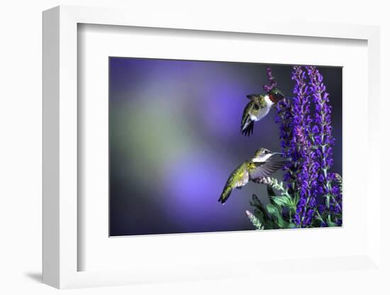 Ruby-Throated Hummingbirds Male and Female at 'Lubeca' Meadow Sage Salvia, Illinois-Richard and Susan Day-Framed Photographic Print