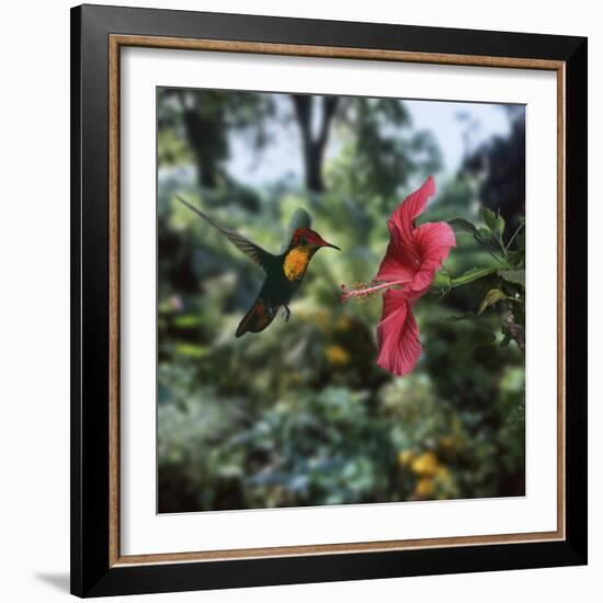 Ruby Topaz Hummingbird (Chrysolampis Mosquitus) Male Digital Composite, Trinidad-Kim Taylor-Framed Photographic Print