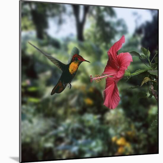 Ruby Topaz Hummingbird (Chrysolampis Mosquitus) Male Digital Composite, Trinidad-Kim Taylor-Mounted Photographic Print