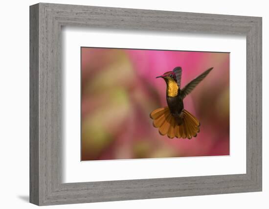 Ruby Topaz Hummingbird-Ken Archer-Framed Photographic Print