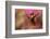 Ruby Topaz Hummingbird-Ken Archer-Framed Photographic Print