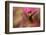 Ruby Topaz Hummingbird-Ken Archer-Framed Photographic Print