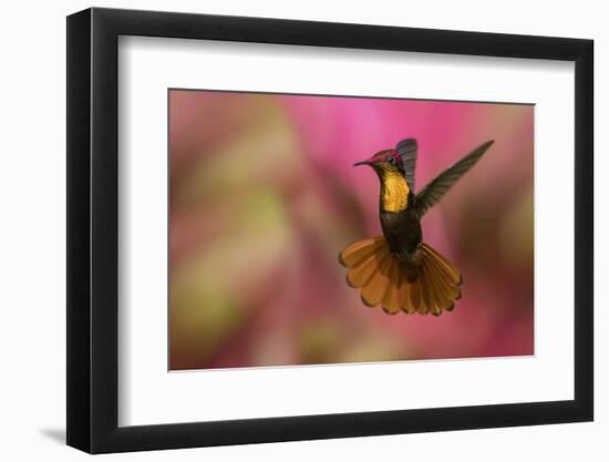 Ruby Topaz Hummingbird-Ken Archer-Framed Photographic Print