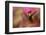 Ruby Topaz Hummingbird-Ken Archer-Framed Photographic Print