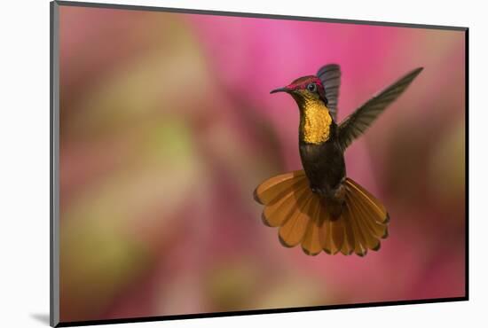 Ruby Topaz Hummingbird-Ken Archer-Mounted Photographic Print