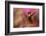 Ruby Topaz Hummingbird-Ken Archer-Framed Photographic Print